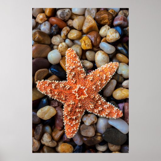 Starfish op Rocks Poster (Voorkant)