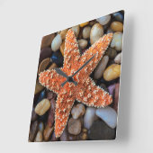 Starfish op Rocks Vierkante Klok (Hoek)
