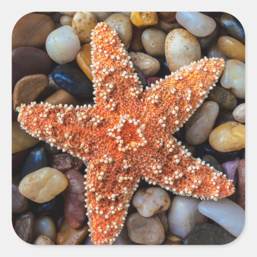Starfish op Rocks Vierkante Sticker (Voorkant)