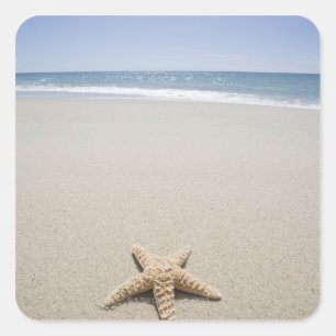Starfish op strand van de Atlantische Oceaan Vierkante Sticker