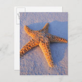 Starfish op witte zand briefkaart (Voorkant / Achterkant)