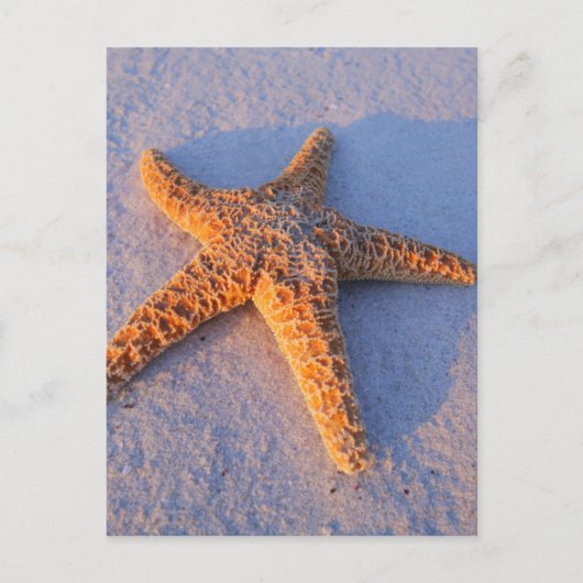 Starfish op witte zand briefkaart (Voorkant)