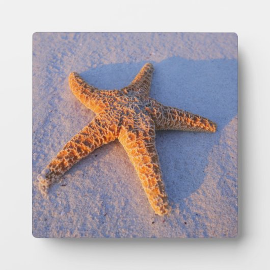 Starfish op witte zand fotoplaat (Voorkant)