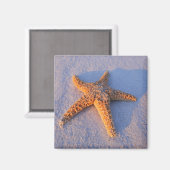 Starfish op witte zand magneet (Voorkant / Achterkant)