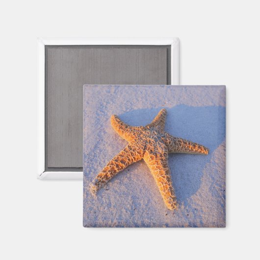 Starfish op witte zand magneet (Voorkant / Achterkant)