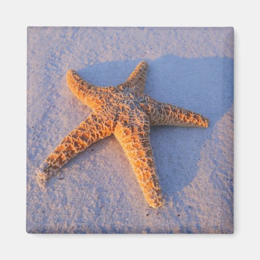 Starfish op witte zand magneet (Voorkant)