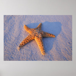 Starfish op witte zand poster