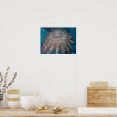 Starfish Photography Poster (Keuken)