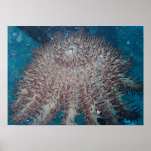 Starfish Photography Poster (Voorkant)