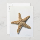 Starfish shell op witte achtergrond briefkaart (Voorkant / Achterkant)