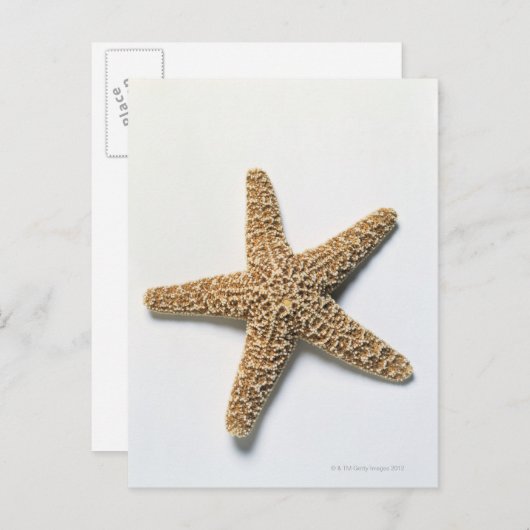 Starfish shell op witte achtergrond briefkaart (Voorkant / Achterkant)