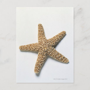 Starfish shell op witte achtergrond briefkaart