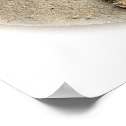 Starfish Shells Plumeria op Sand Poster (Hoek)