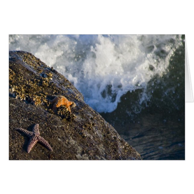 Starfish Splash-kaart (Voorkant Horizontaal)