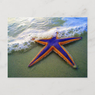 Starfish Tropical Sandy Beach Zee Wave Briefkaart