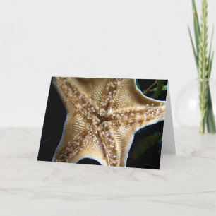 Starfish Wenskaart Kaart