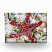 Starfish, Zanzibar, Tanzania Fotoblokken (Voorkant)