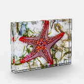 Starfish, Zanzibar, Tanzania Fotoblokken (Links)