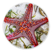 Starfish, Zanzibar, Tanzania Keramische Knop (Voorkant)