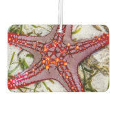 Starfish, Zanzibar, Tanzania Luchtverfrisser (Achterkant)