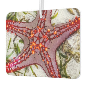 Starfish, Zanzibar, Tanzania Luchtverfrisser