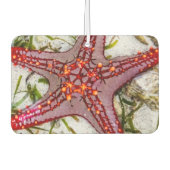 Starfish, Zanzibar, Tanzania Luchtverfrisser (Voorkant)