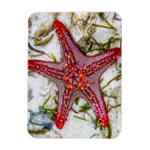 Starfish, Zanzibar, Tanzania Magneet (Verticaal)