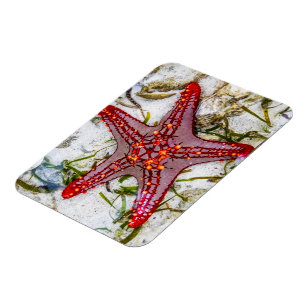 Starfish, Zanzibar, Tanzania Magneet