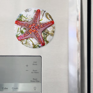 Starfish, Zanzibar, Tanzania Magneet