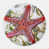 Starfish, Zanzibar, Tanzania Magneet (Voorkant)