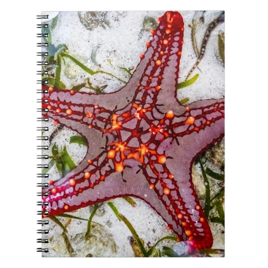 Starfish, Zanzibar, Tanzania Notitieboek (Voorkant)