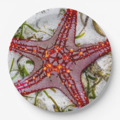 Starfish, Zanzibar, Tanzania Papieren Bordje (Voorkant)