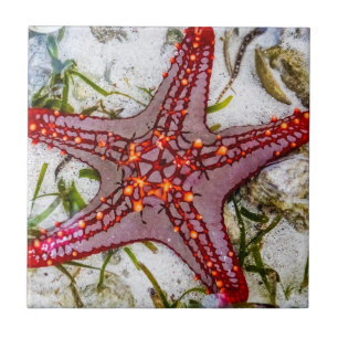 Starfish, Zanzibar, Tanzania Tegeltje