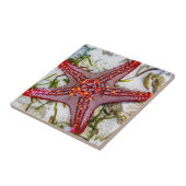 Starfish, Zanzibar, Tanzania Tegeltje (Zijkant)