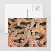 Starfish Zee Star Briefkaart (Voorkant / Achterkant)