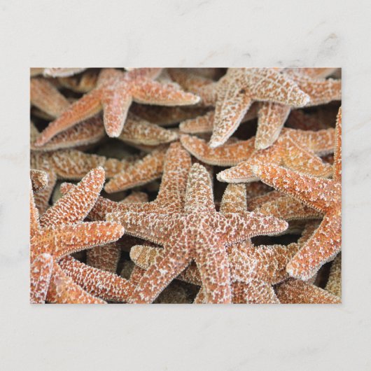 Starfish Zee Star Briefkaart (Voorkant)
