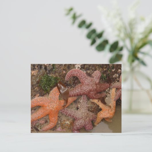Starfish/Zee sterren in kanonstrand, OR, foto 4 Briefkaart (Staand voorkant)