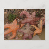 Starfish/Zee sterren in kanonstrand, OR, foto 4 Briefkaart (Voorkant)