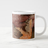 Starfish/Zee sterren in kanonstrand, OR, foto 4 Grote Koffiekop (Rechts)