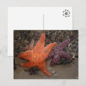 Starfish/Zee sterren, kanonstrand OR, foto 1 Briefkaart (Voorkant / Achterkant)