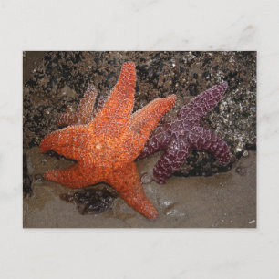 Starfish/Zee sterren, kanonstrand OR, foto 1 Briefkaart