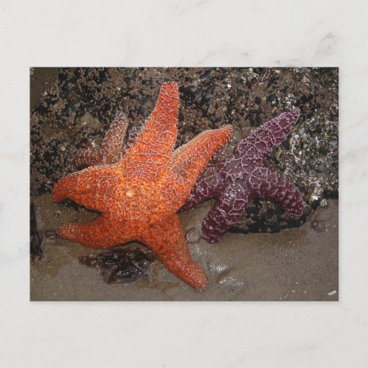 Starfish/Zee sterren, kanonstrand OR, foto 1 Briefkaart (Voorkant)