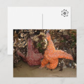 Starfish/Zee sterren, kanonstrand OR, foto 3 Briefkaart (Voorkant / Achterkant)