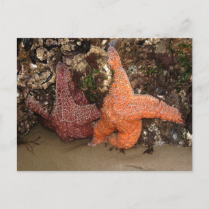 Starfish/Zee sterren, kanonstrand OR, foto 3 Briefkaart