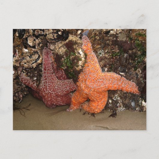 Starfish/Zee sterren, kanonstrand OR, foto 3 Briefkaart (Voorkant)