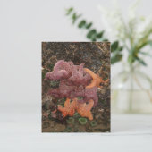 Starfish/Zee sterren, kanonstrand OR, foto 5 Briefkaart (Staand voorkant)