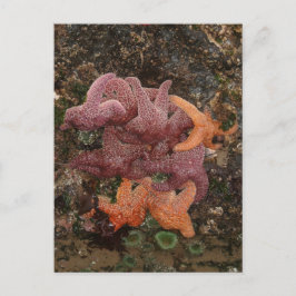 Starfish/Zee sterren, kanonstrand OR, foto 5 Briefkaart