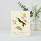 Starfrontlet Hummingbird Art Briefkaart (Staand voorkant)