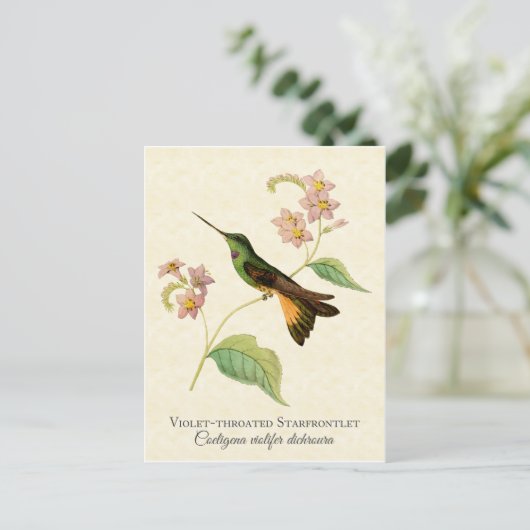 Starfrontlet Hummingbird Art Briefkaart (Staand voorkant)