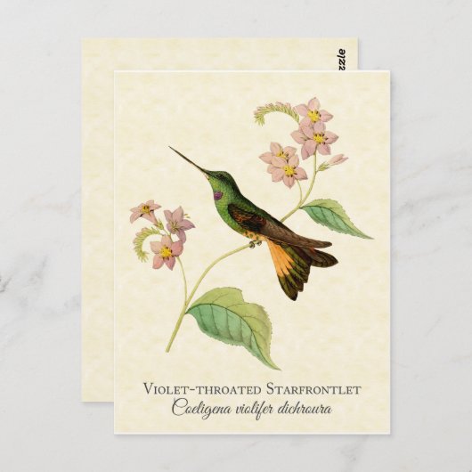 Starfrontlet Hummingbird Art Briefkaart (Voorkant / Achterkant)